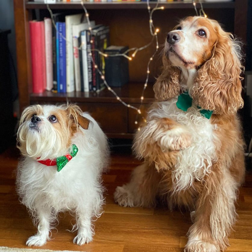 Christmas Entertainment Pooch Bow Tie
