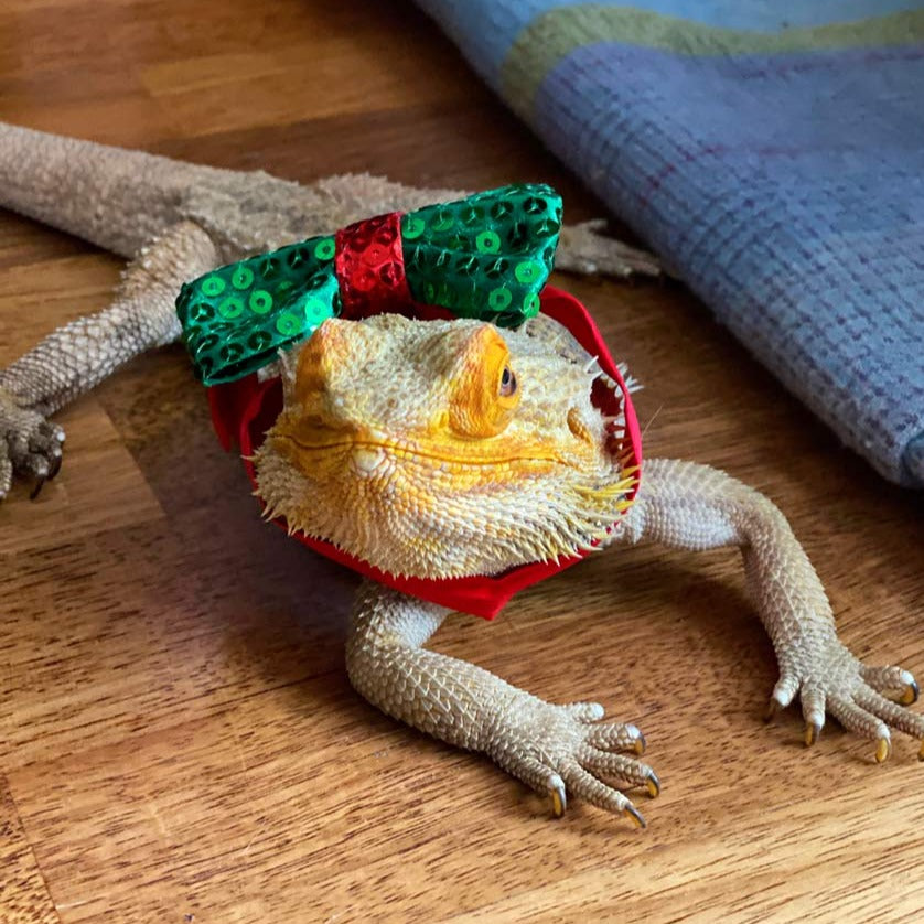 Christmas Entertainment Pooch Bow Tie